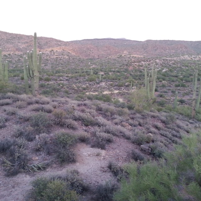Superstition Mountains: Saguaros along the First Water Trail