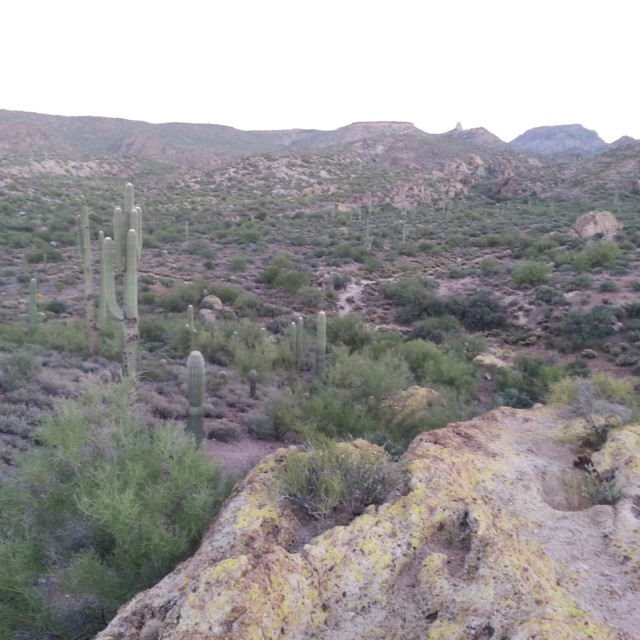 Superstition Mountains: Lichen and saguaros along the First Water Trail