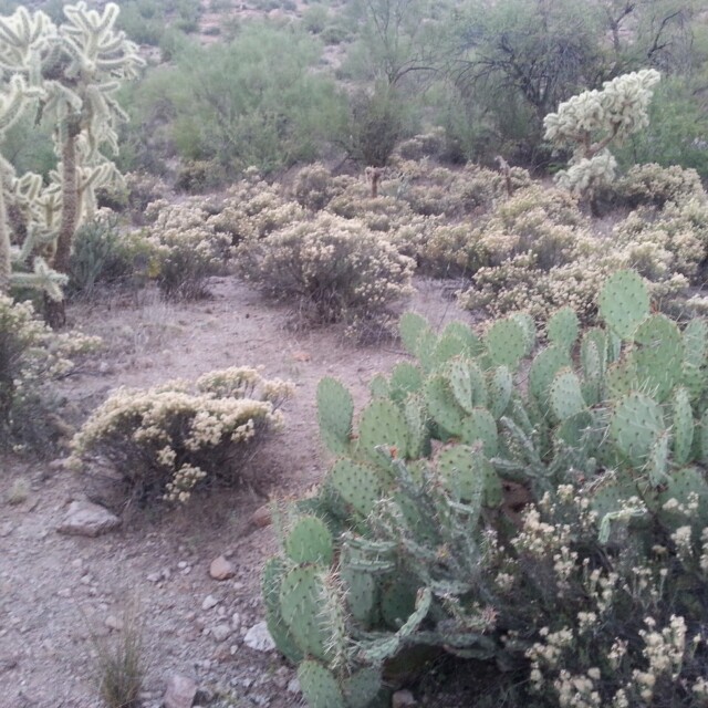 Superstition Mountains: Several kinds of cactus