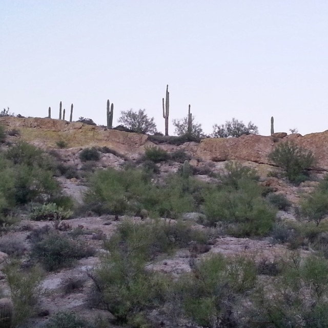 Superstition Mountains: Saguaros stand guard