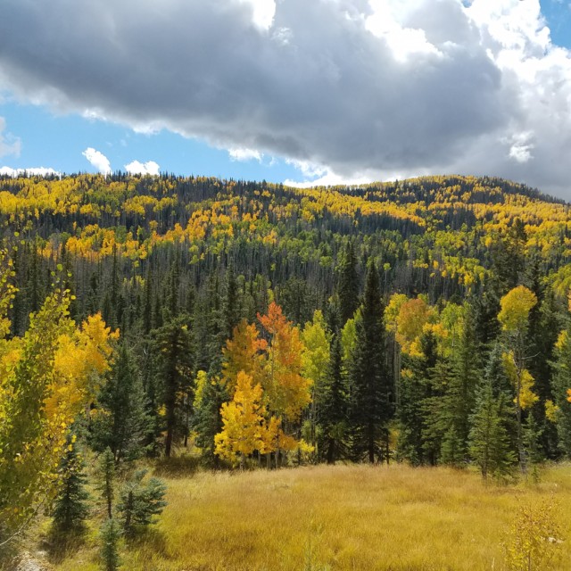 Gold leaves on the Markagunt Plateau 10/1/2016