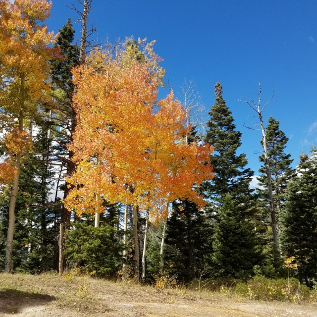 Beautiful fall colors on the Markagunt Plateau 10/1/2016