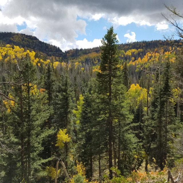 Pines and aspen on the Markagunt Plateau 10/1/2016