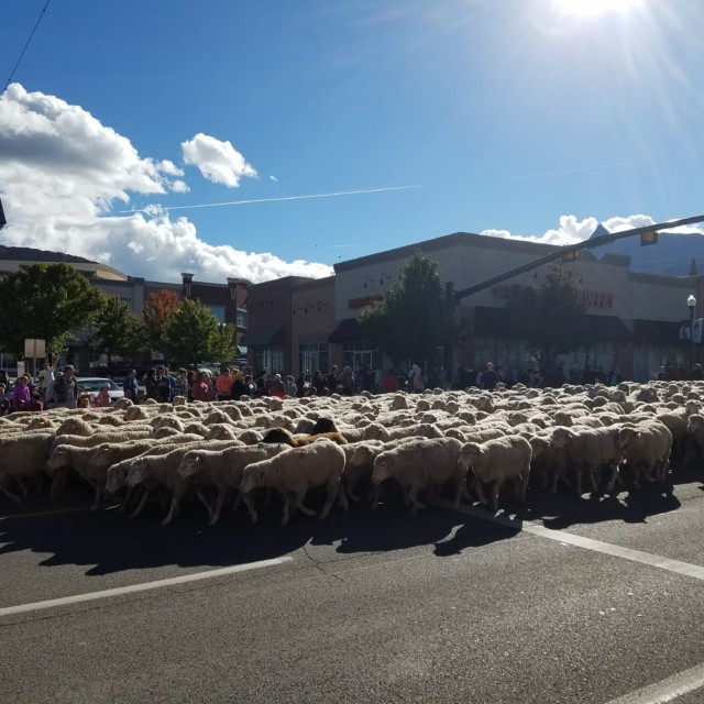 The Sheep Parade on Main Street - Cedar City, UT
