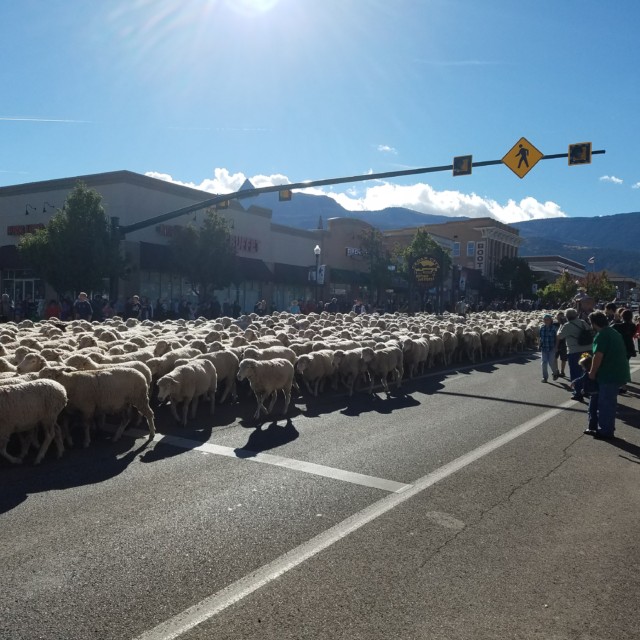 Spectators watch the Sheep Parade - Cedar City, UT