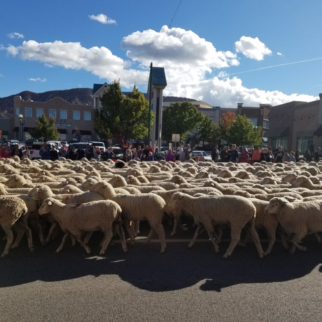 Sheep Parade - Cedar City, UT