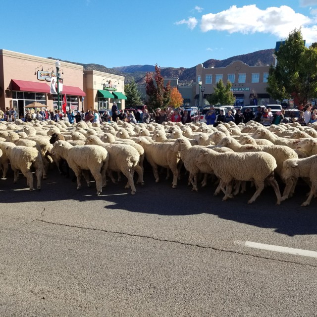 Sheep Parade - Cedar City, UT