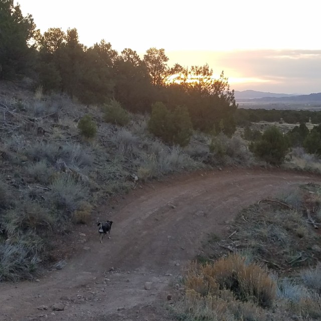 Sunset Trail Running with Roxy