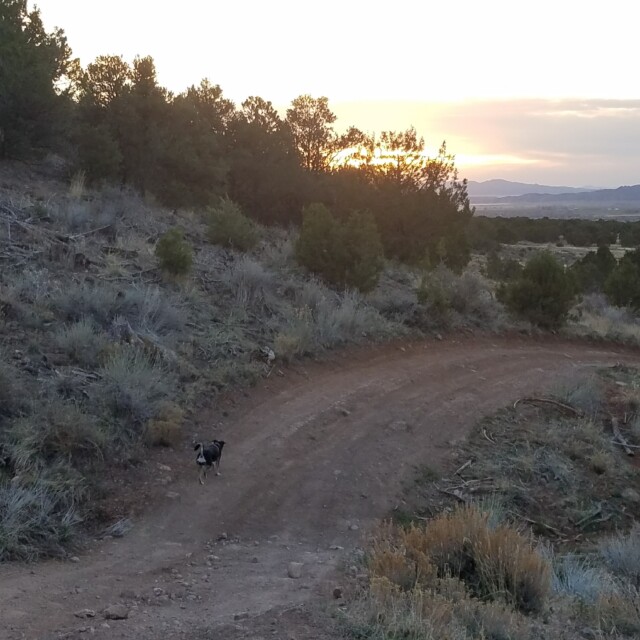 Sunset Trail Running with Roxy