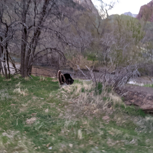It's kind of blurry, but we passed a massive wild turkey as we turned onto the Emerald Pools Trails.