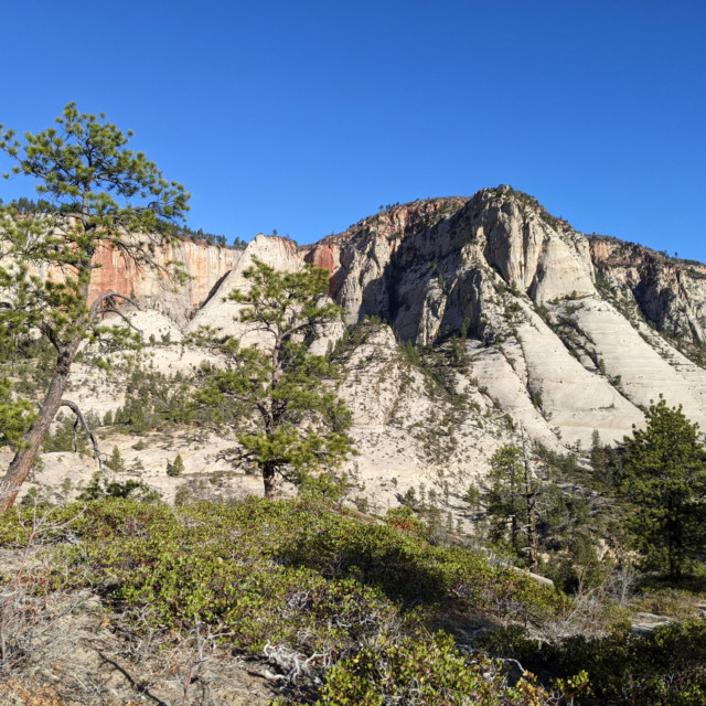 The West Rim Trail above Scout Lookout looks very different from much of what comes before it.
