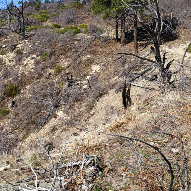 As you can see, the trail still goes up. The summit on the trail tops out at 7,367 feet.