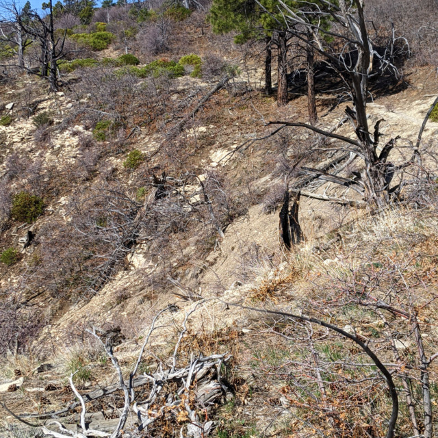 As you can see, the trail still goes up. The summit on the trail tops out at 7,367 feet.