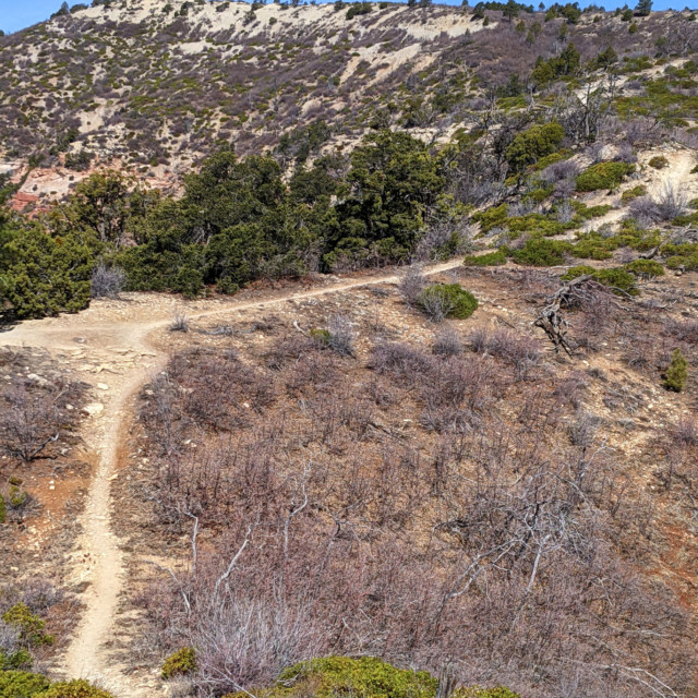 The West Rim Trail heading north toward Potato Hollow.