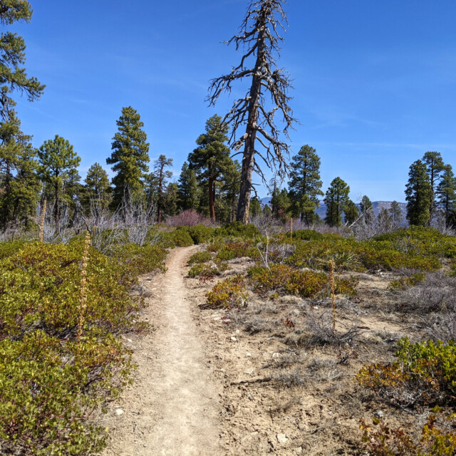 According to the map, this is Horse Pasture Plateau. We didn't see much grass, but there was plenty of manzanita everywhere.
