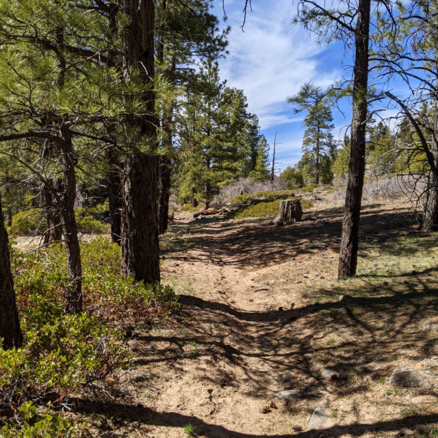 The trail was a varied mix of sand, clay and rocks, with lots of pinecones to turn your ankle on.